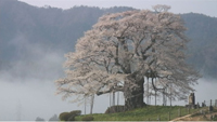 醍醐桜のサムネイル