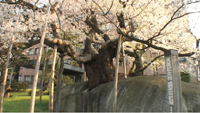 石割桜のサムネイル