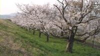 大河津分水桜並木のサムネイル
