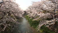 五条川堤の桜のサムネイル