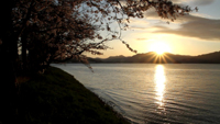 舞鶴湾と桜並木のサムネイル